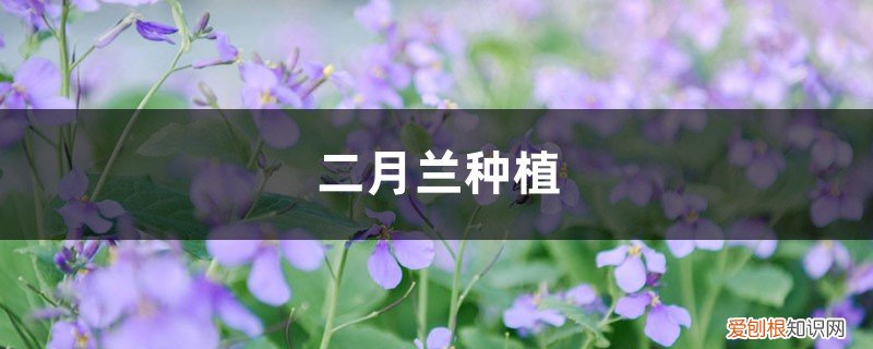 二月兰种植季节 二月兰种植