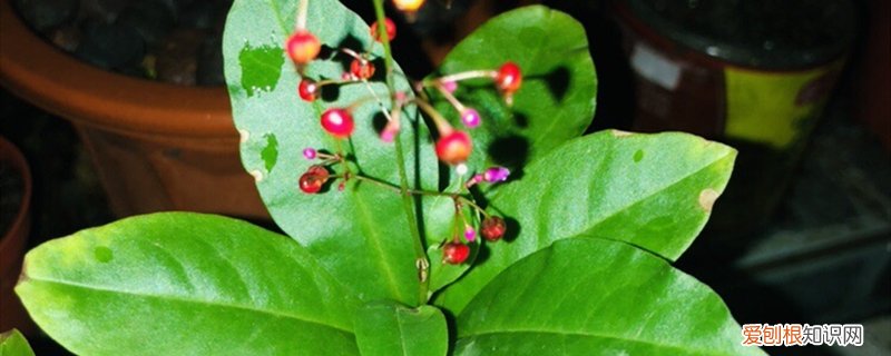 珍贵药材种植 名贵药材种植