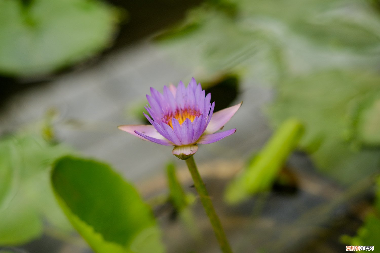 睡莲种植密度 睡莲种植