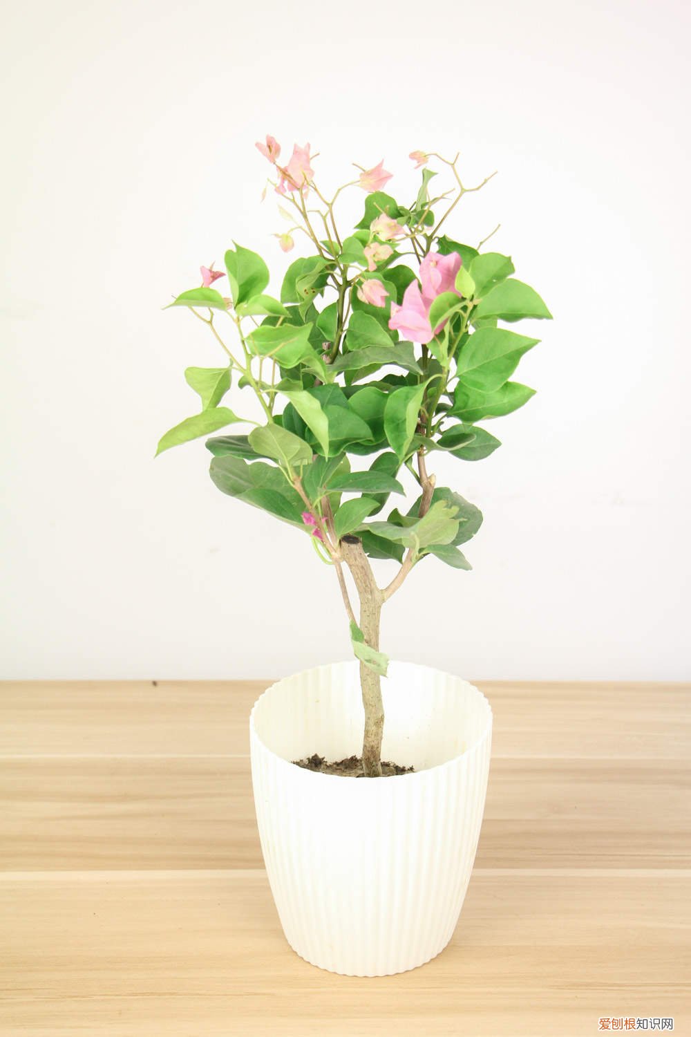 三角梅春天要剪枝吗 三角梅春天可以剪枝吗