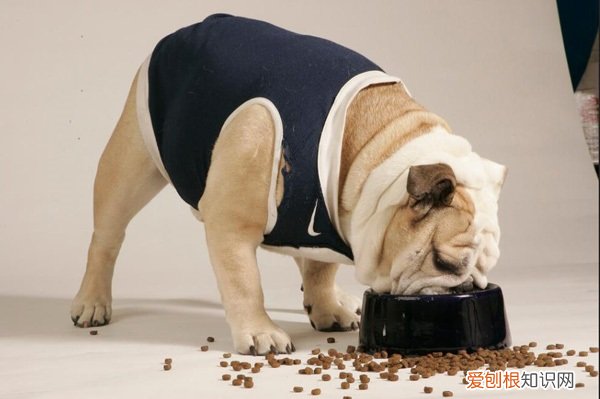 幼犬可不可以吃成犬狗粮 幼犬可以吃成犬狗粮吗