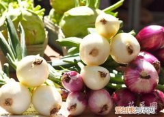 洋葱的种植方法和管理 洋葱的种植方法