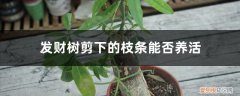 剪枝后的发财树如何养 发财树剪下的枝条能否养活