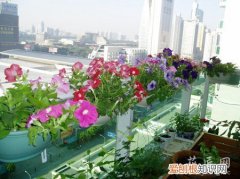 喜阳性花卉有哪些 喜阳花卉和喜阴花卉各有哪些