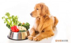 狗粮里加什么蔬菜 蔬菜狗粮怎么做