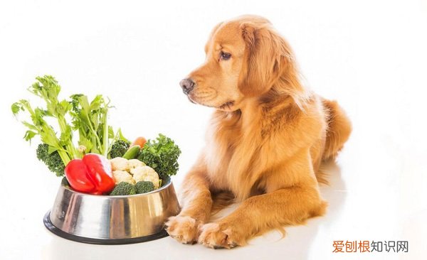 狗粮里加什么蔬菜 蔬菜狗粮怎么做
