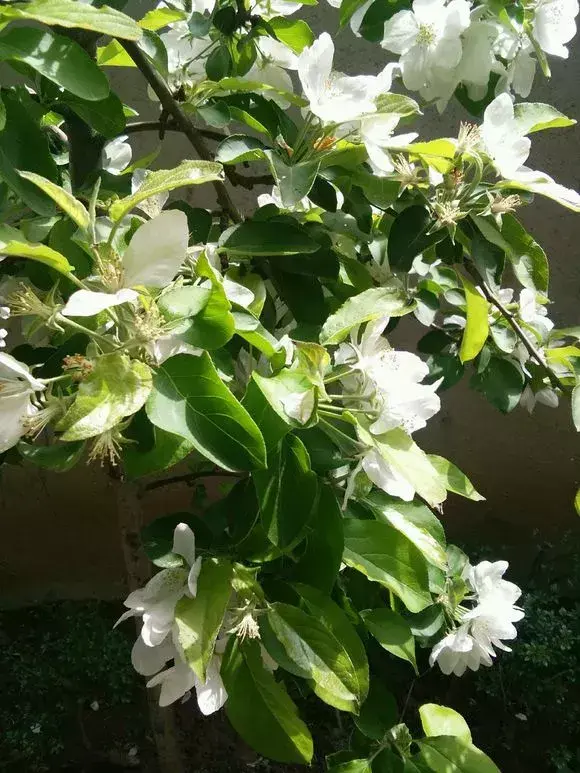 老花匠怎么养花，老花匠透露1招，扣水再回水，花儿迫不及待钻出来，爆满花盆