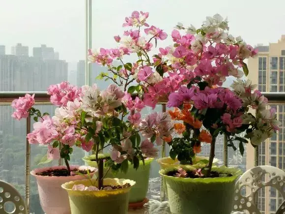 老花匠怎么养花，老花匠透露1招，扣水再回水，花儿迫不及待钻出来，爆满花盆