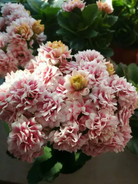 老花匠怎么养花，老花匠透露1招，扣水再回水，花儿迫不及待钻出来，爆满花盆