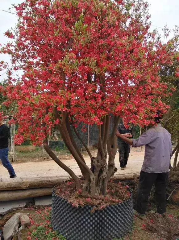 老花匠怎么养花，老花匠透露1招，扣水再回水，花儿迫不及待钻出来，爆满花盆