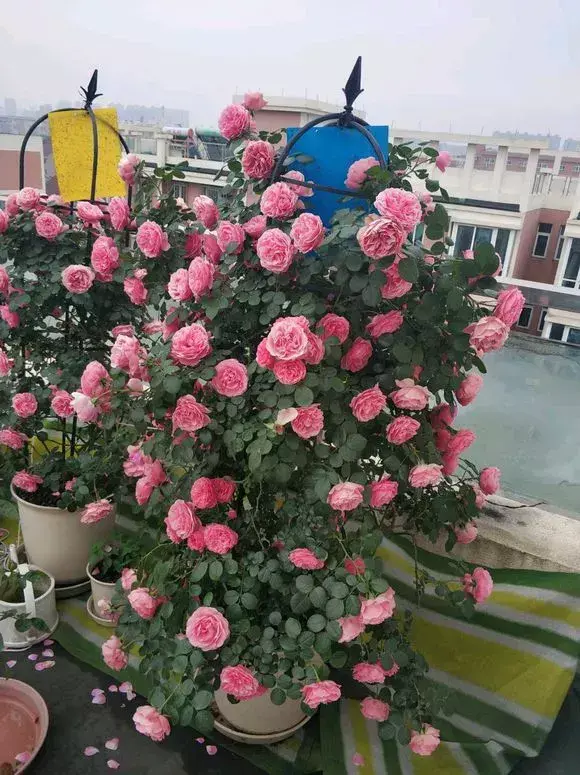 老花匠怎么养花，老花匠透露1招，扣水再回水，花儿迫不及待钻出来，爆满花盆