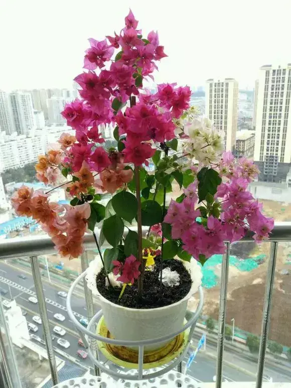 老花匠怎么养花，老花匠透露1招，扣水再回水，花儿迫不及待钻出来，爆满花盆