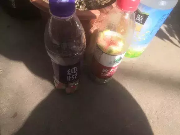 高手在民间,每月收入多少,高手在民间,每月1勺糖,文竹开出“满天星”,四季绿意盎然