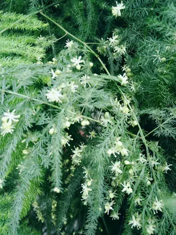 高手在民间,每月收入多少,高手在民间,每月1勺糖,文竹开出“满天星”,四季绿意盎然