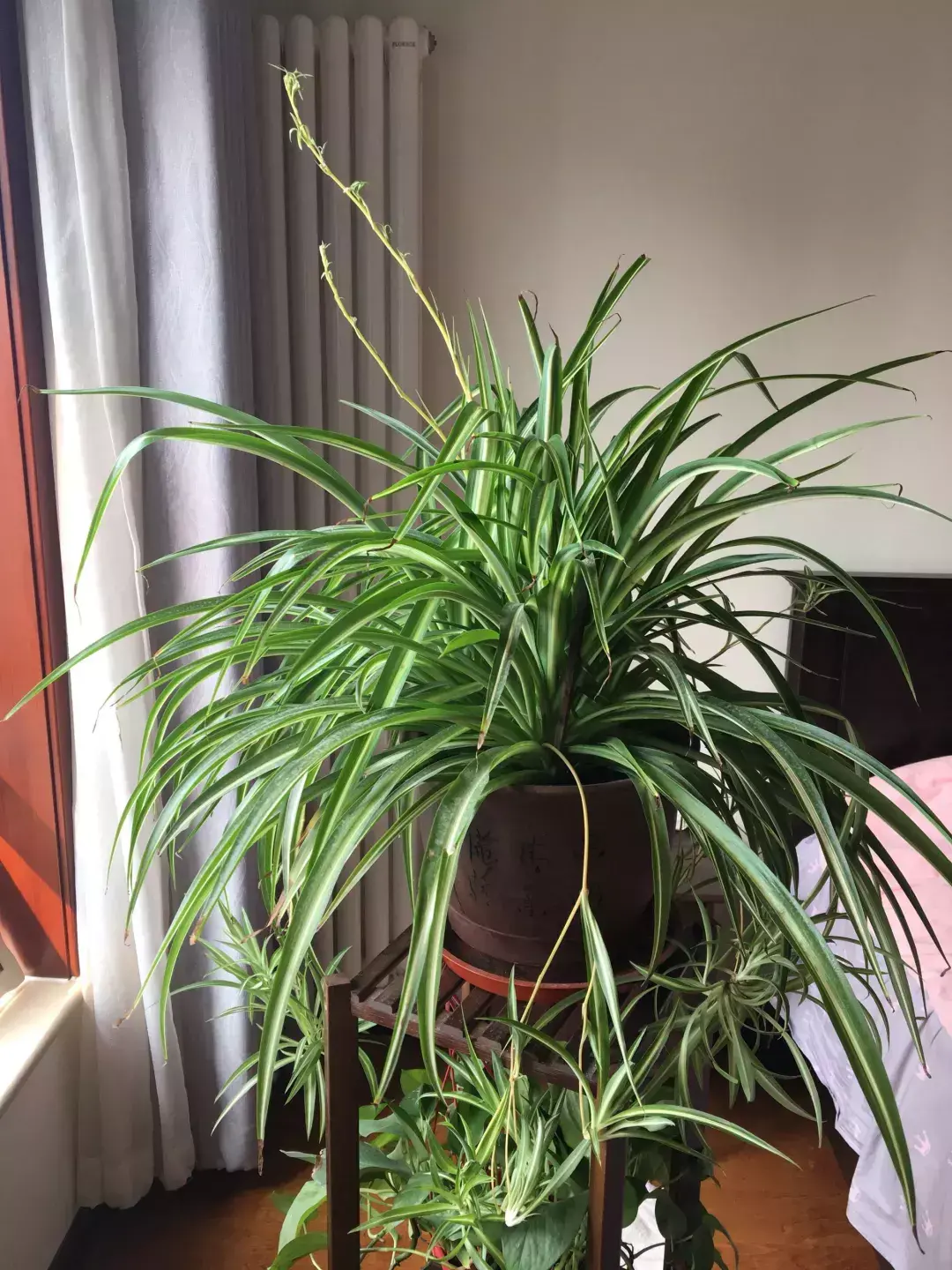 我们一共要给60盆花浇水,我已经浇了18盆，王大爷养花，只浇一种水，花肥没买过，偏偏盆盆都很旺