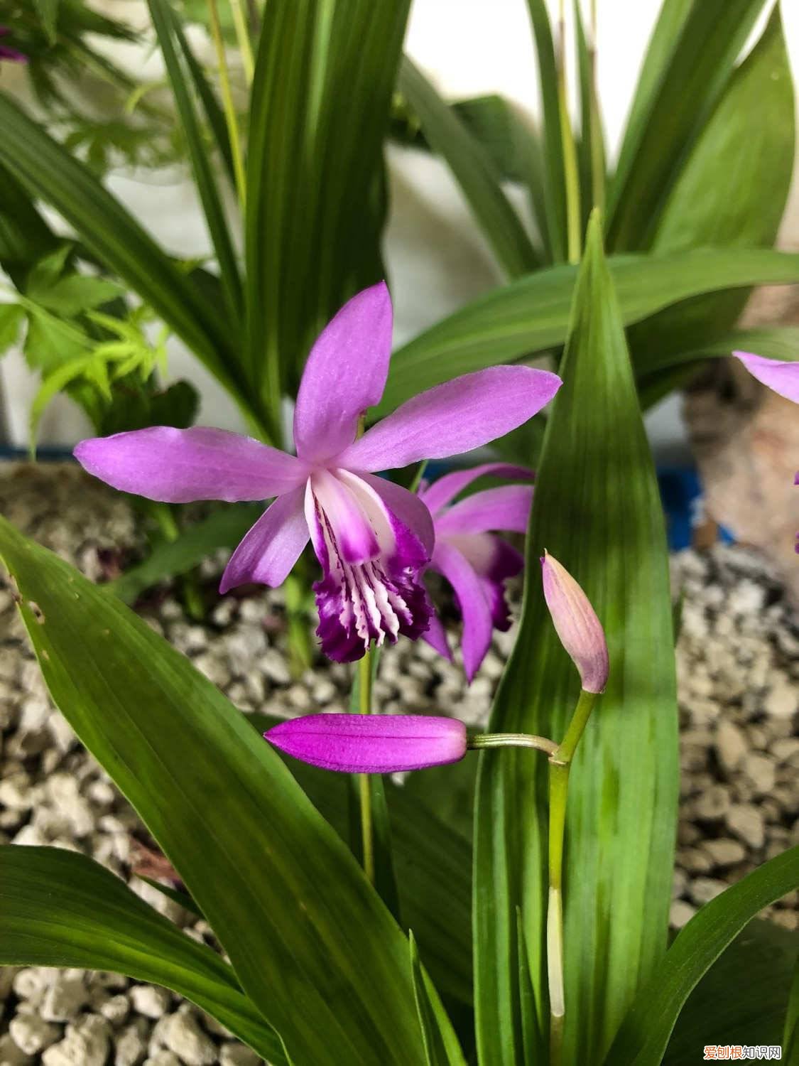 白芨种植条件 白芨种植