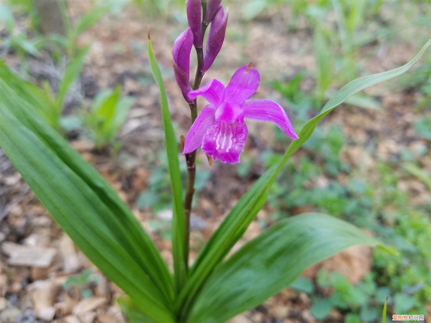 白芨种植条件 白芨种植