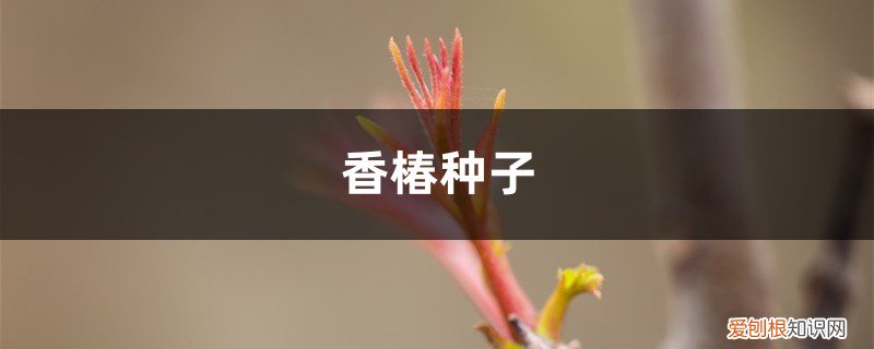 香椿种子繁殖 香椿种子如何种