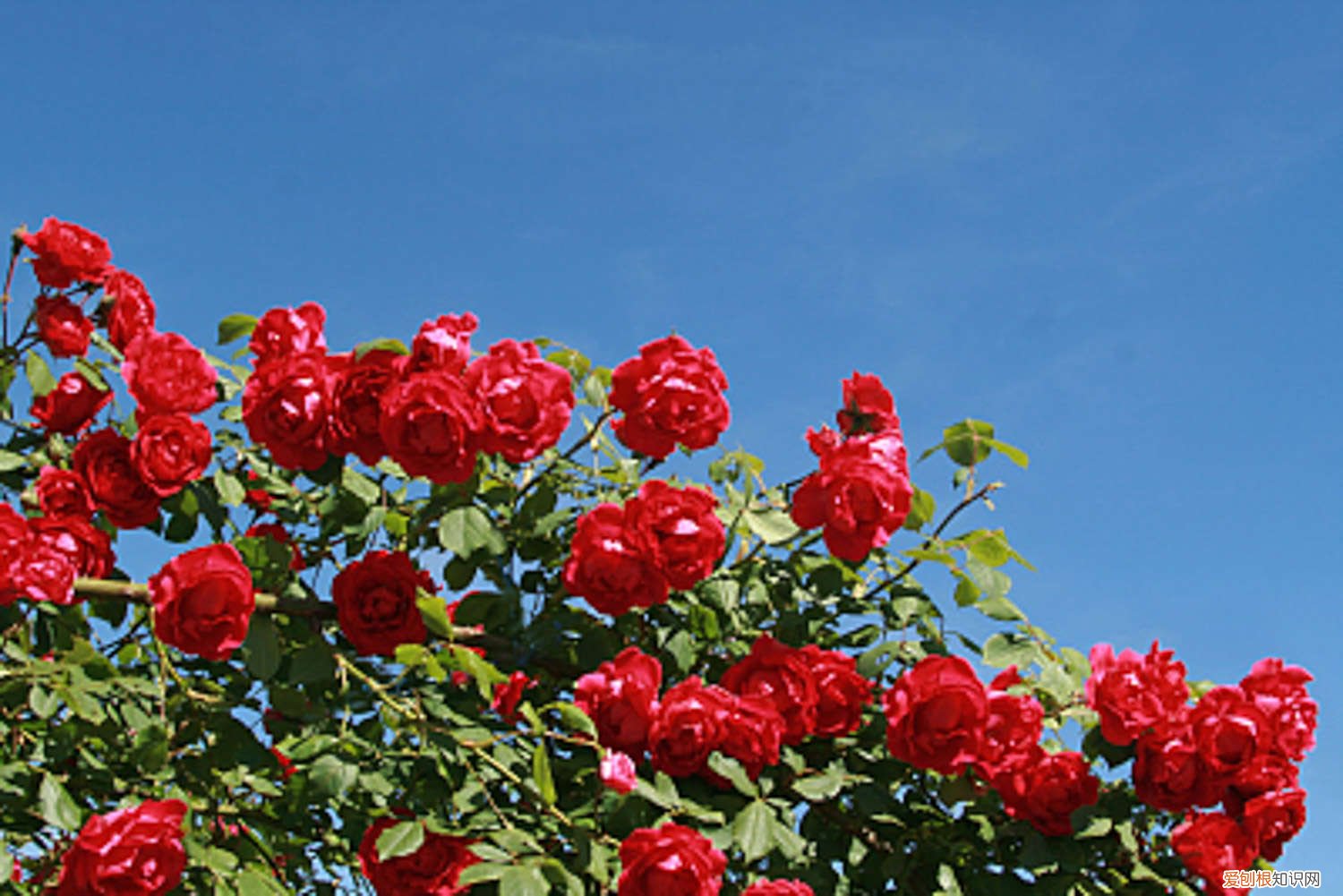 藤本月季怎么养才长得好 藤本月季如何养护