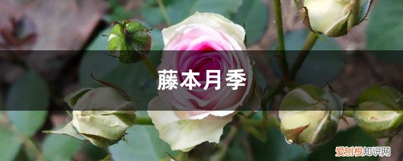 藤本月季怎么养才长得好 藤本月季如何养护