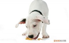 狗粮怎么泡开? 狗粮怎么泡开