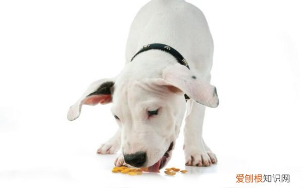 狗粮怎么泡开? 狗粮怎么泡开