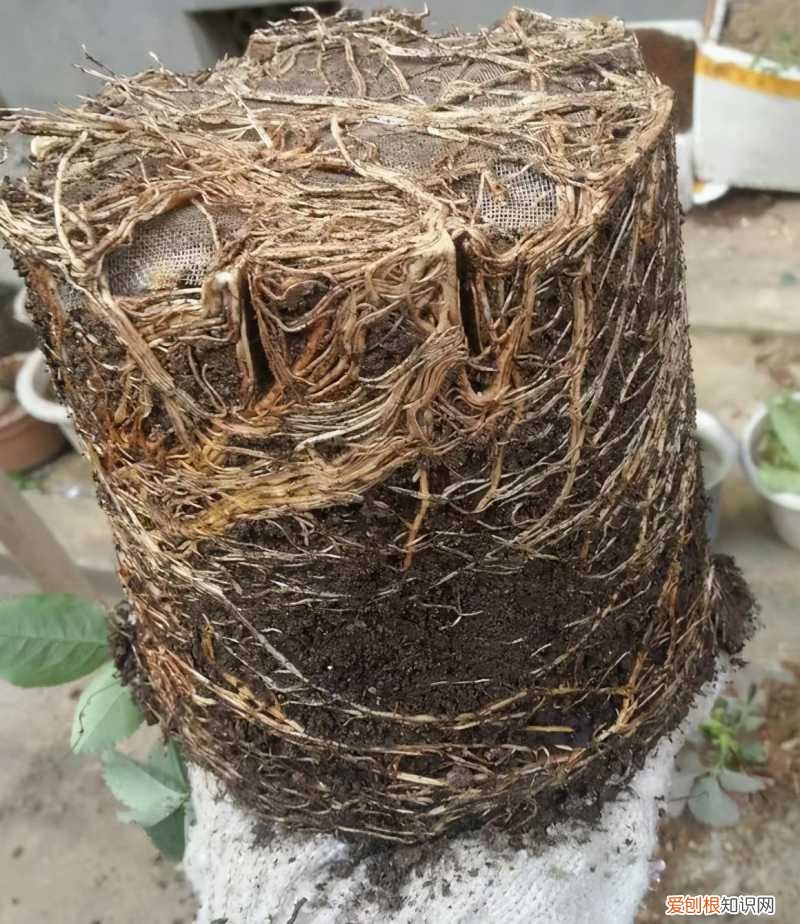 怎样养花不烂根视频，养花先养根，做好5件事，花草不烂根，大白根直冒
