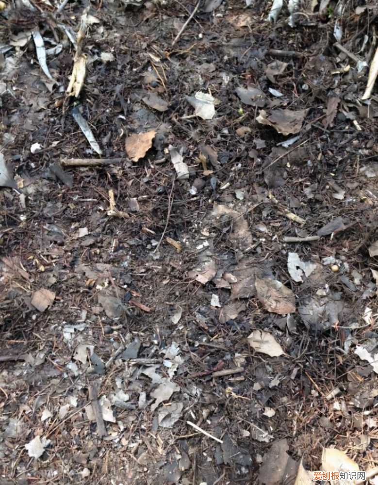 怎样养花不烂根视频，养花先养根，做好5件事，花草不烂根，大白根直冒