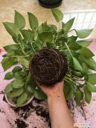 怎样养花不烂根视频，养花先养根，做好5件事，花草不烂根，大白根直冒