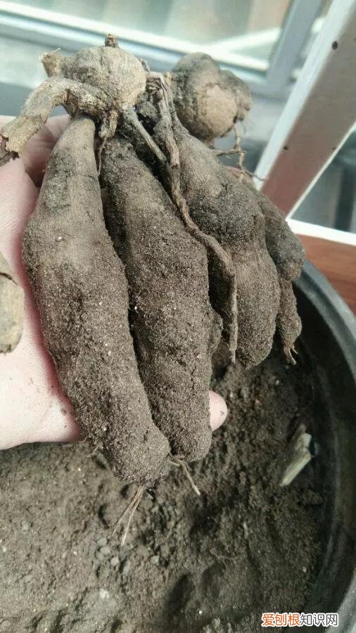 怎样养花不烂根视频，养花先养根，做好5件事，花草不烂根，大白根直冒