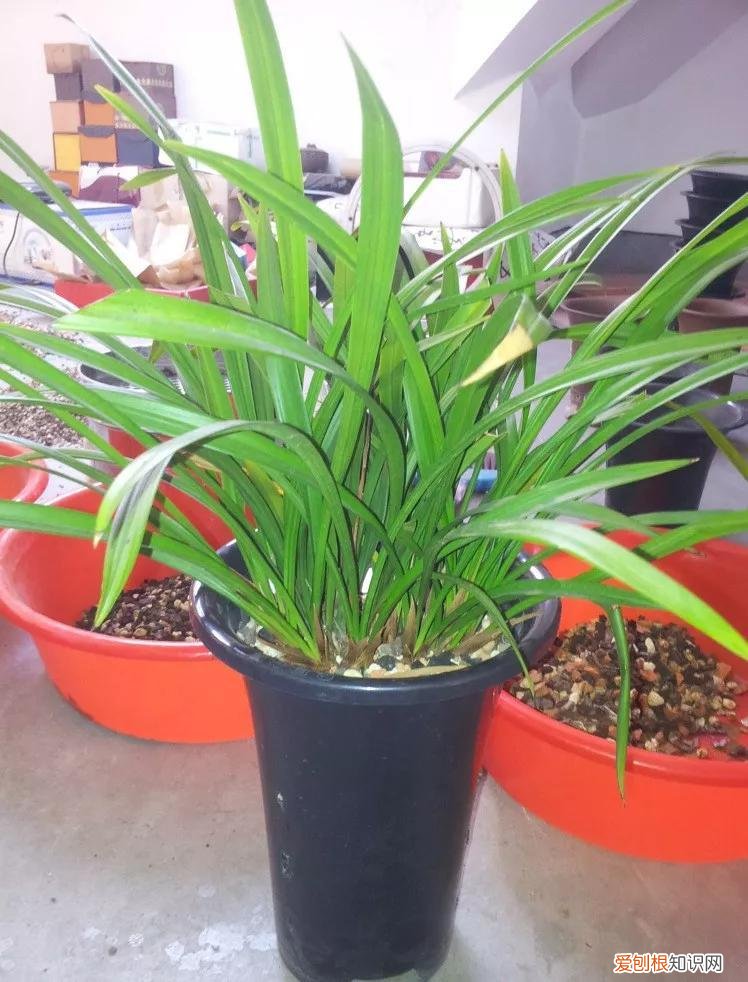 怎样养花不烂根视频，养花先养根，做好5件事，花草不烂根，大白根直冒