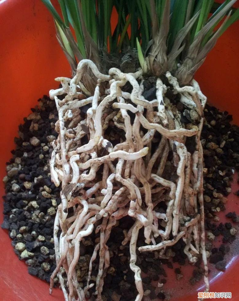 怎样养花不烂根视频，养花先养根，做好5件事，花草不烂根，大白根直冒