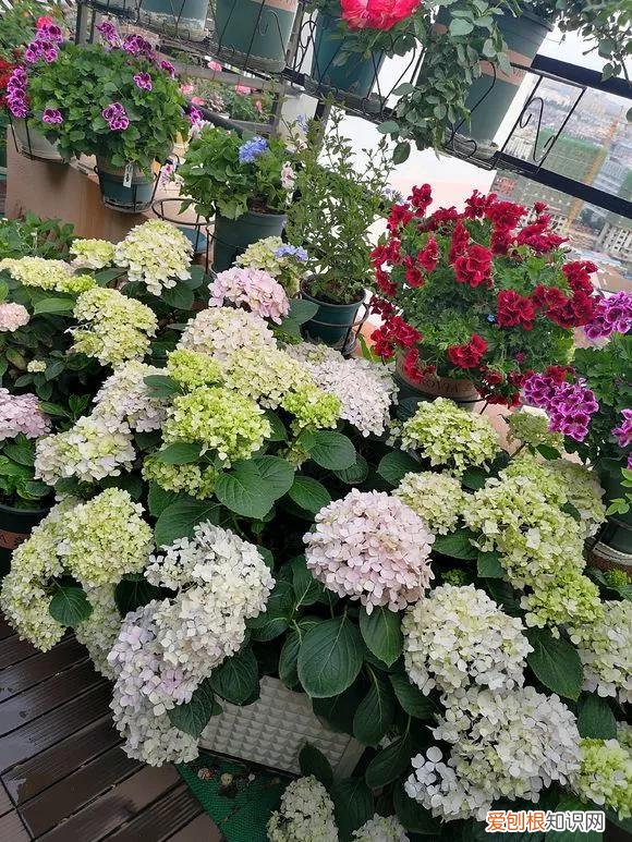 怎样养花不烂根视频，养花先养根，做好5件事，花草不烂根，大白根直冒