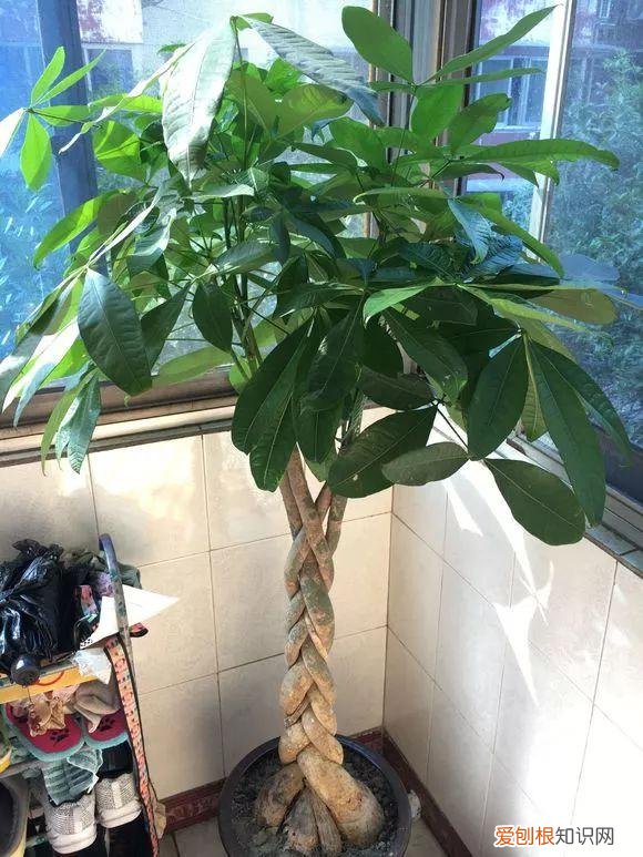 给花浇水的技巧,老花匠总结了7点浇水“窍门”,5分钟学会,一生受用