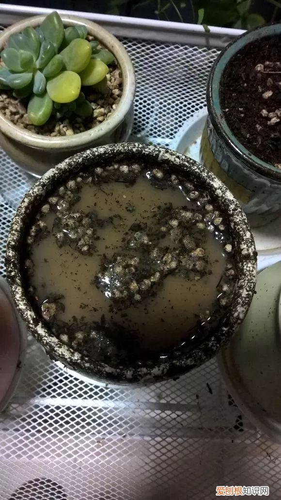 给花浇水的技巧,老花匠总结了7点浇水“窍门”,5分钟学会,一生受用