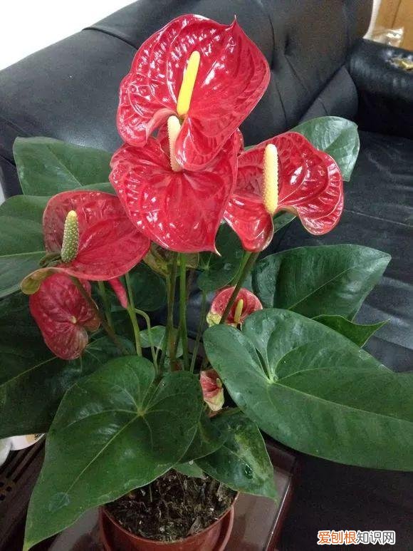 给花浇水的技巧,老花匠总结了7点浇水“窍门”,5分钟学会,一生受用