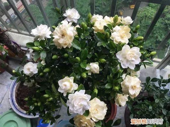 给花浇水的技巧,老花匠总结了7点浇水“窍门”,5分钟学会,一生受用