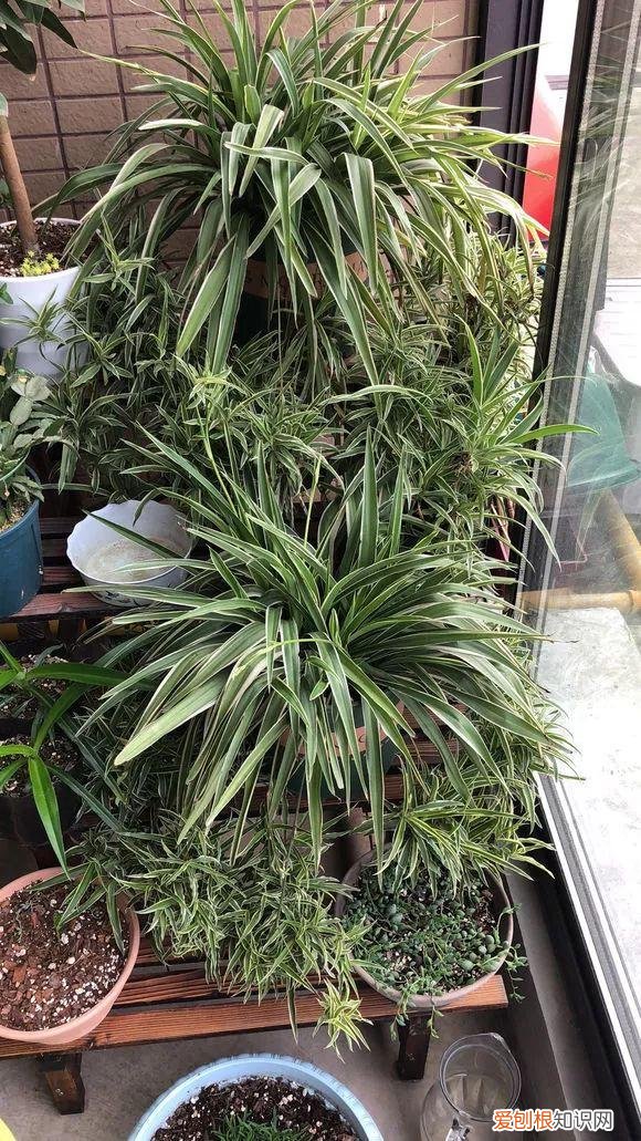 给花浇水的技巧,老花匠总结了7点浇水“窍门”,5分钟学会,一生受用