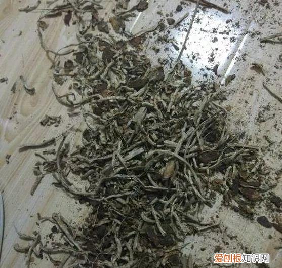 给花浇水的技巧,老花匠总结了7点浇水“窍门”,5分钟学会,一生受用