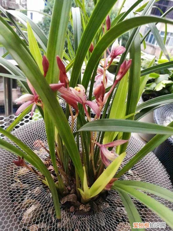 给花浇水的技巧,老花匠总结了7点浇水“窍门”,5分钟学会,一生受用