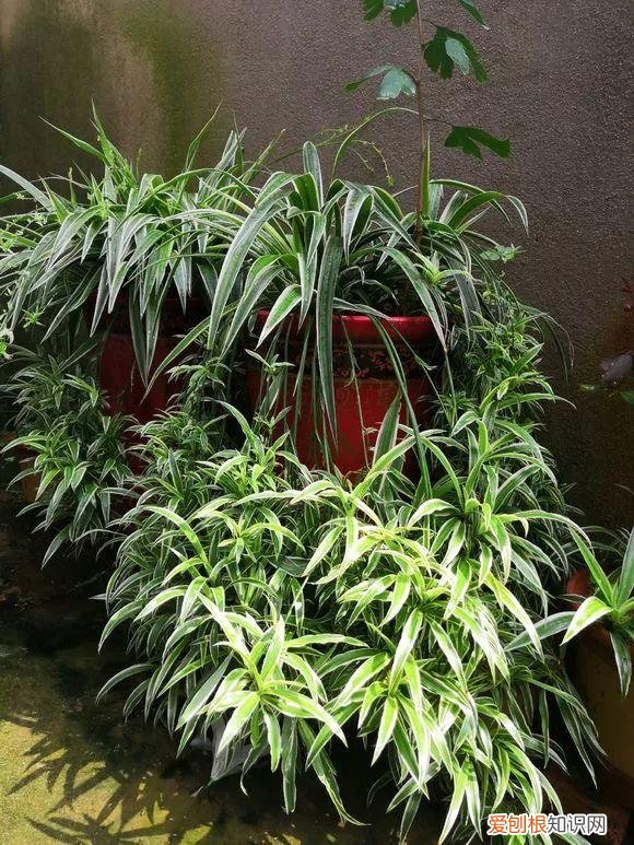 给花浇水的技巧,老花匠总结了7点浇水“窍门”,5分钟学会,一生受用