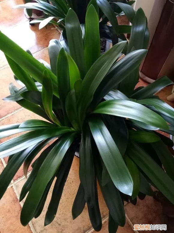 给花浇水的技巧,老花匠总结了7点浇水“窍门”,5分钟学会,一生受用