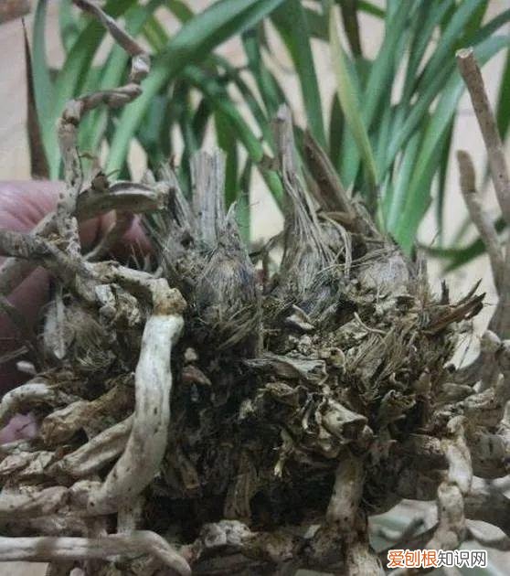 给花浇水的技巧,老花匠总结了7点浇水“窍门”,5分钟学会,一生受用