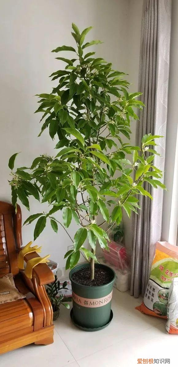 给花浇水的技巧,老花匠总结了7点浇水“窍门”,5分钟学会,一生受用