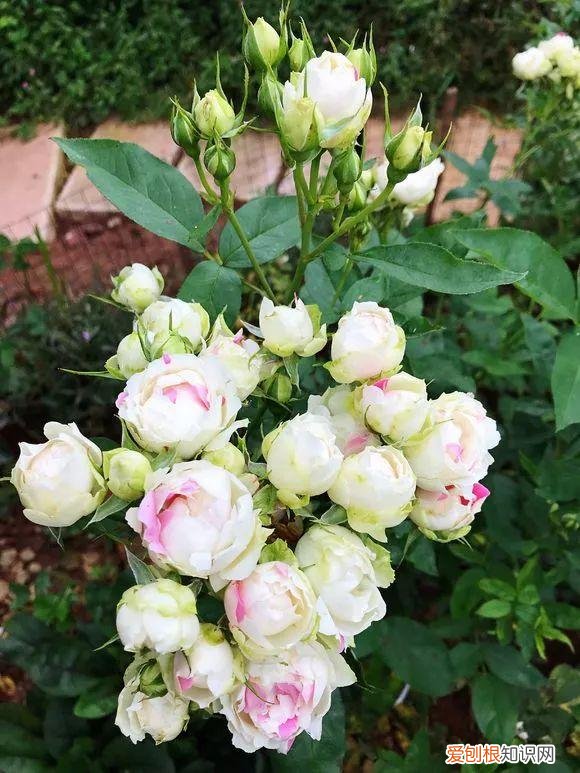 给花浇水的技巧,老花匠总结了7点浇水“窍门”,5分钟学会,一生受用