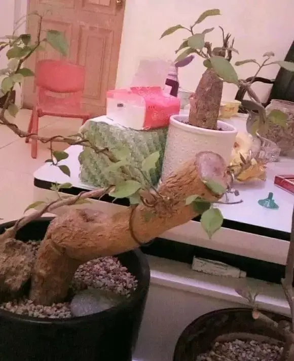 80年代的花盆有收藏价值吗,老花匠在盆里撒点粉末,不招虫不黄叶,狂开花呼呼爆盆