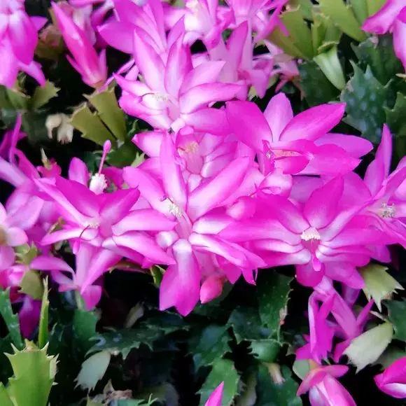 80年代的花盆有收藏价值吗,老花匠在盆里撒点粉末,不招虫不黄叶,狂开花呼呼爆盆