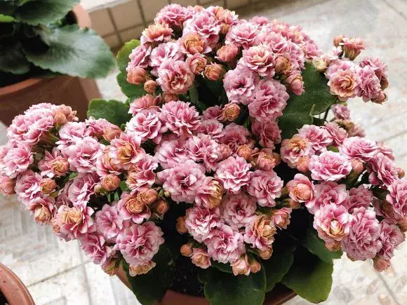 80年代的花盆有收藏价值吗,老花匠在盆里撒点粉末,不招虫不黄叶,狂开花呼呼爆盆