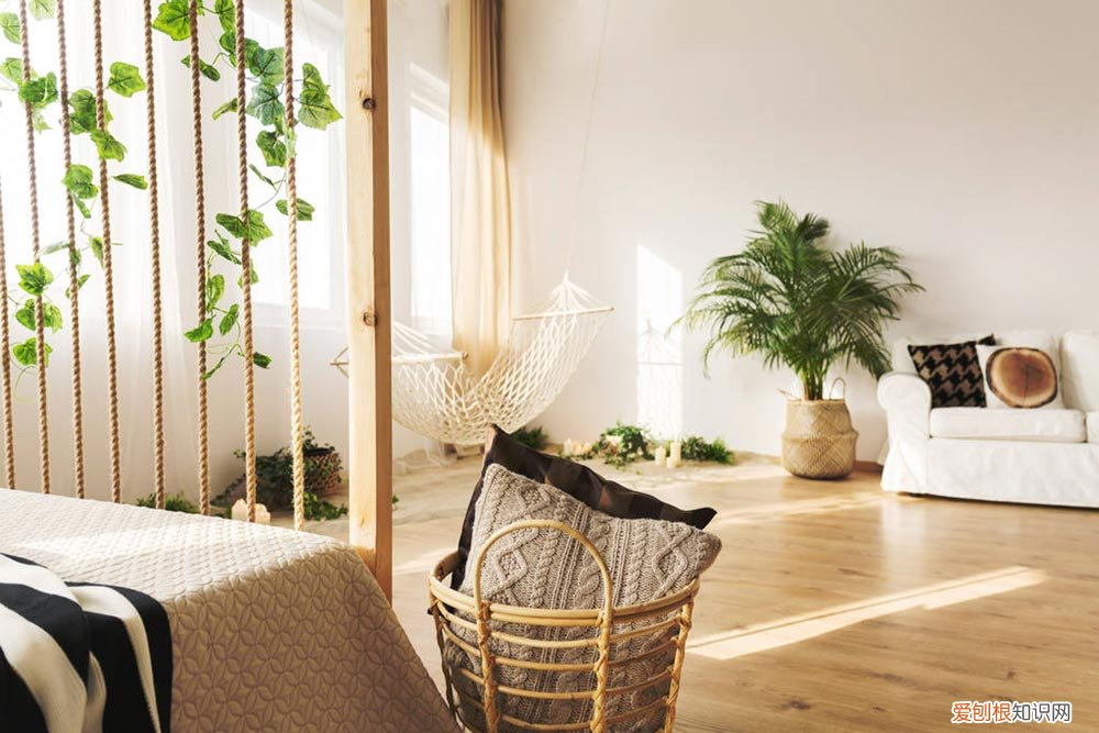 灰莉怎么画 灰莉怎么修剪