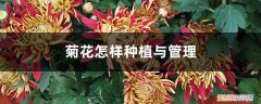 菊花怎么种植方法如下 菊花怎样种植与管理